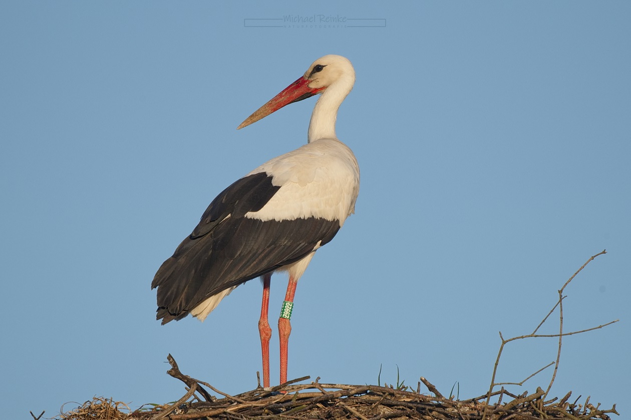 beringter Storch