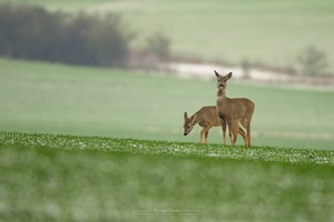 zwei Rehe auf einem Feld