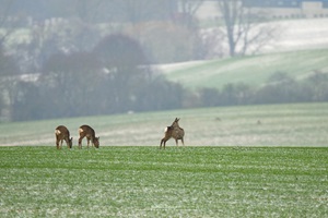 Rehe auf einem Feld