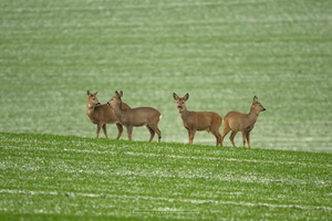 Rehe auf einem Feld