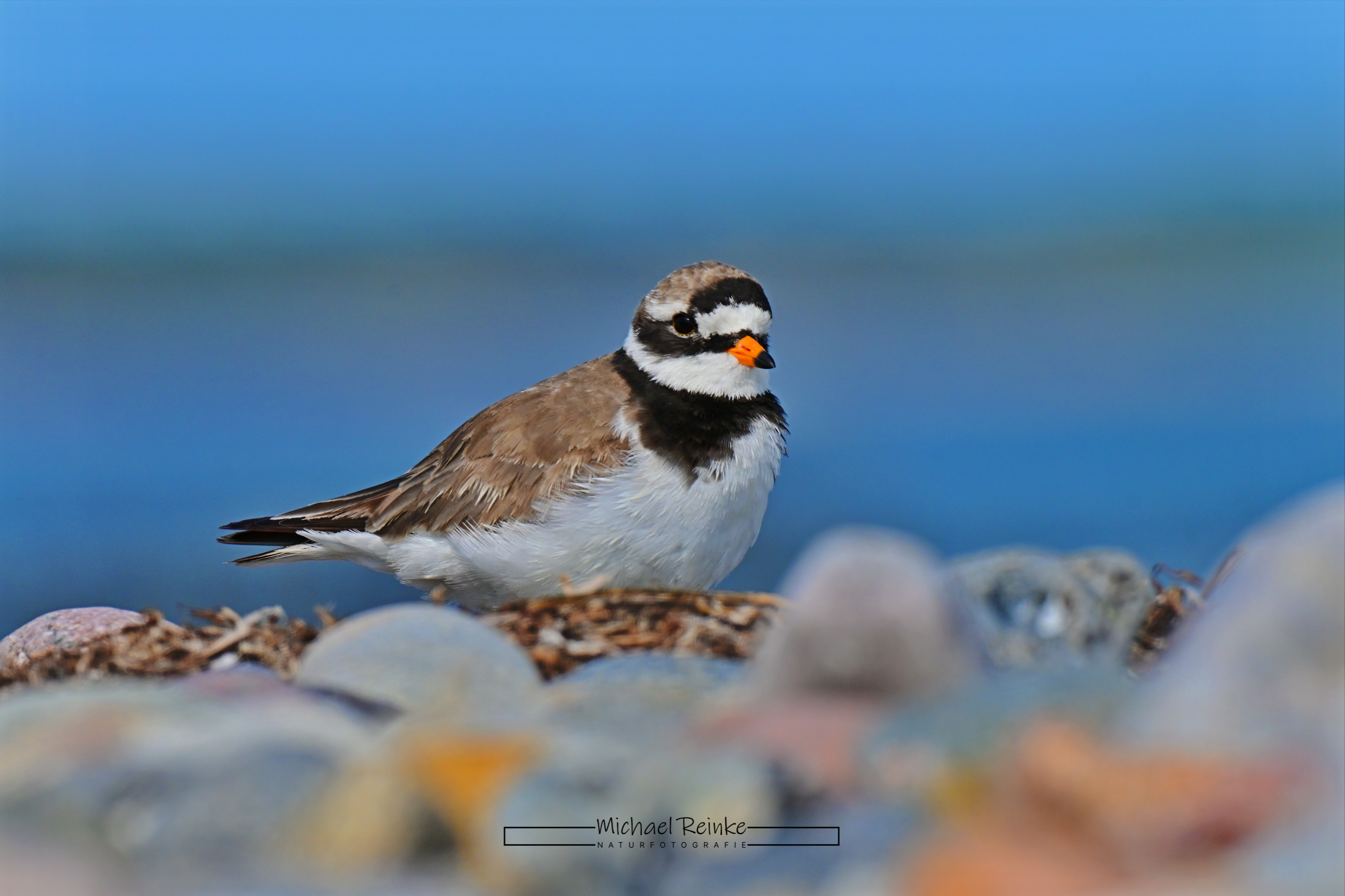 Sandregenpfeifer, Börgerende