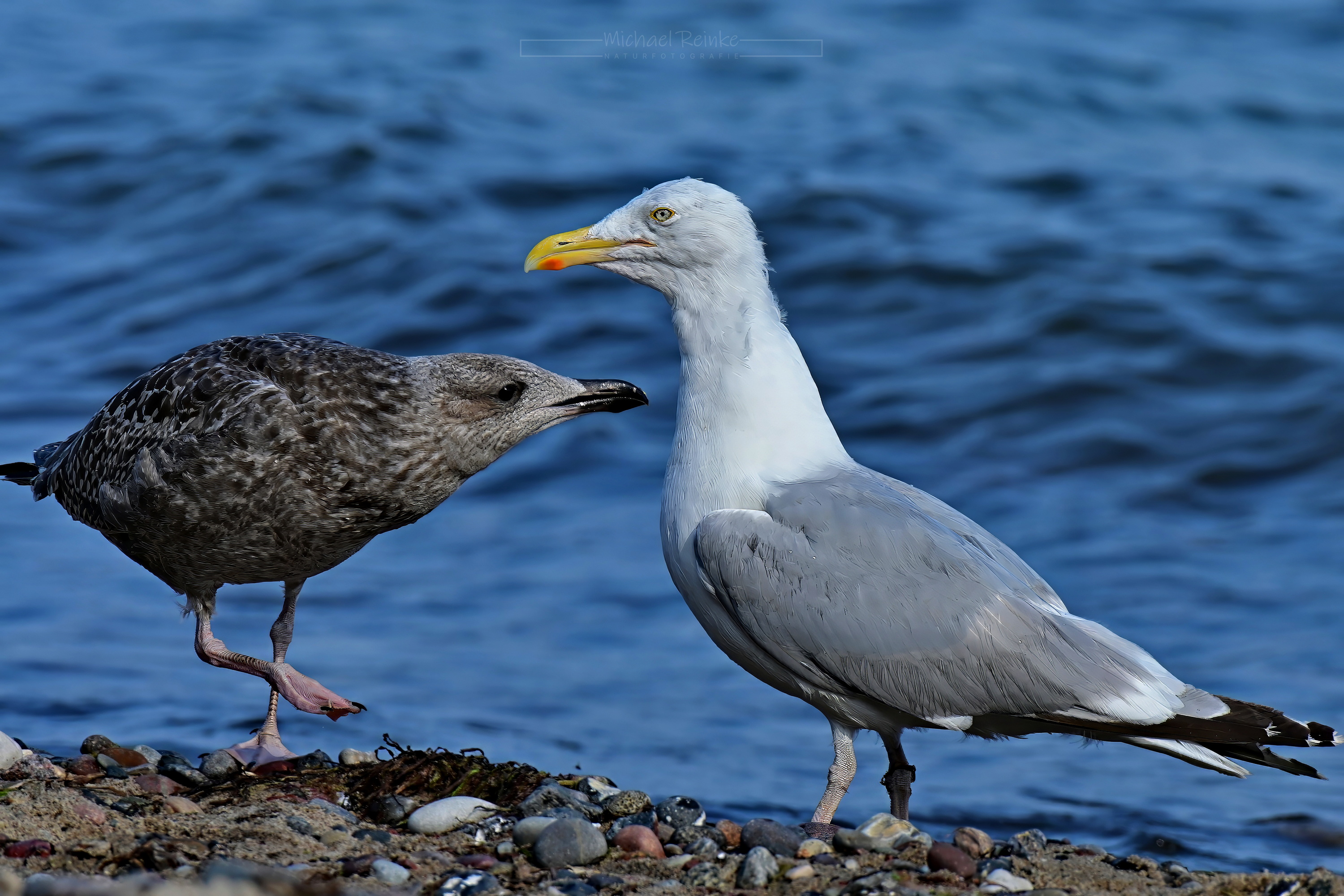 Silbermöwe mit Jungvogel