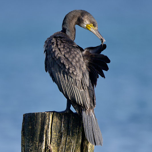 Ein Kormoran auf einem Buhnenpfahl beim Gefiederputz.
