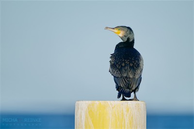 Kormoran_auf_gelben_Pfahl.jpg