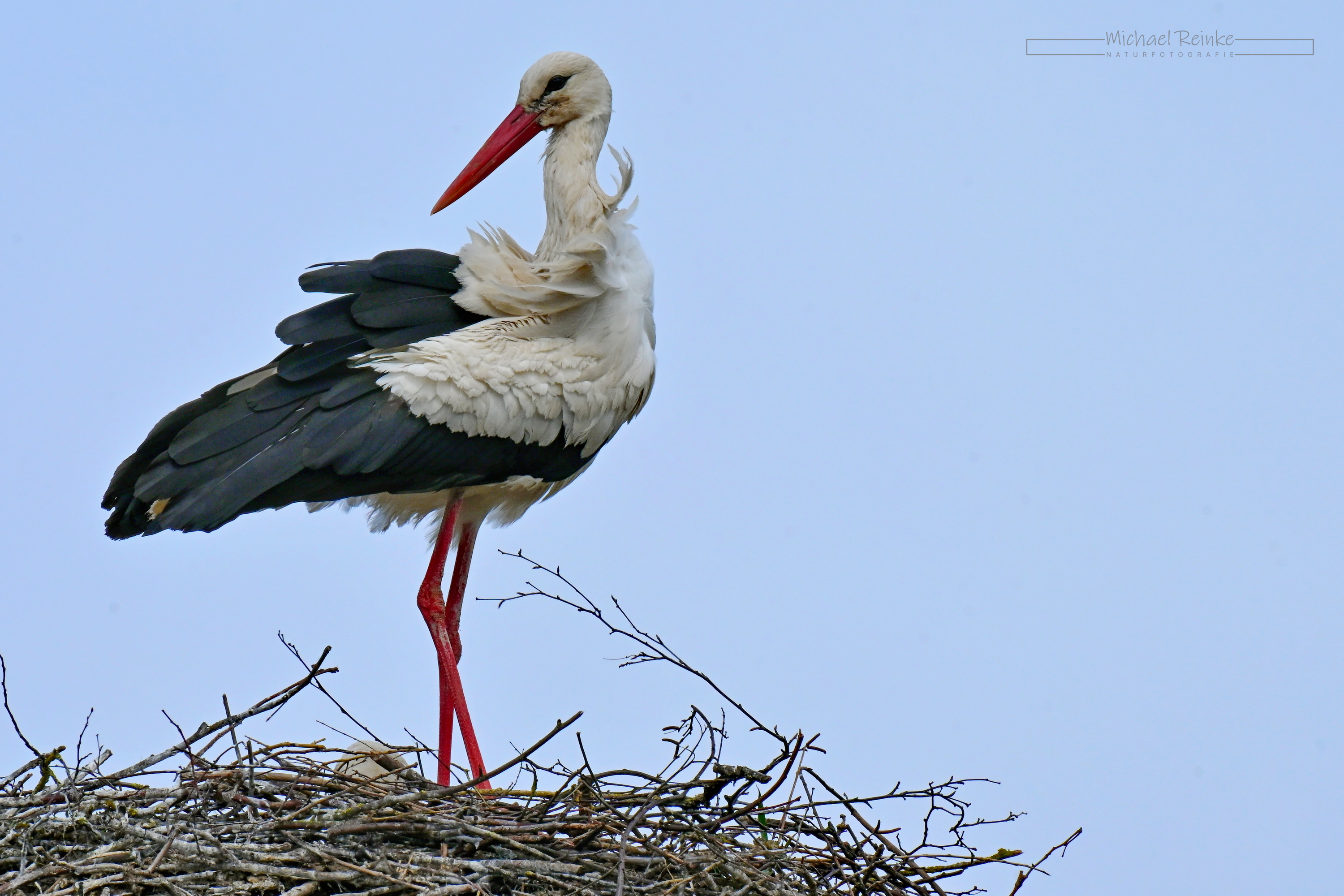 Unberingter Storch, 17.04.2024