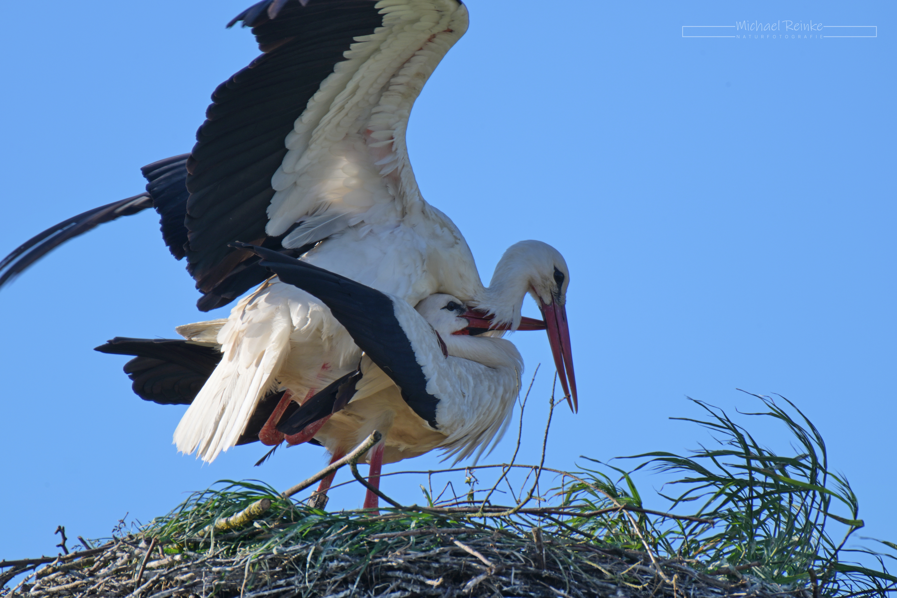 Paarungsakt, 01.05.2025