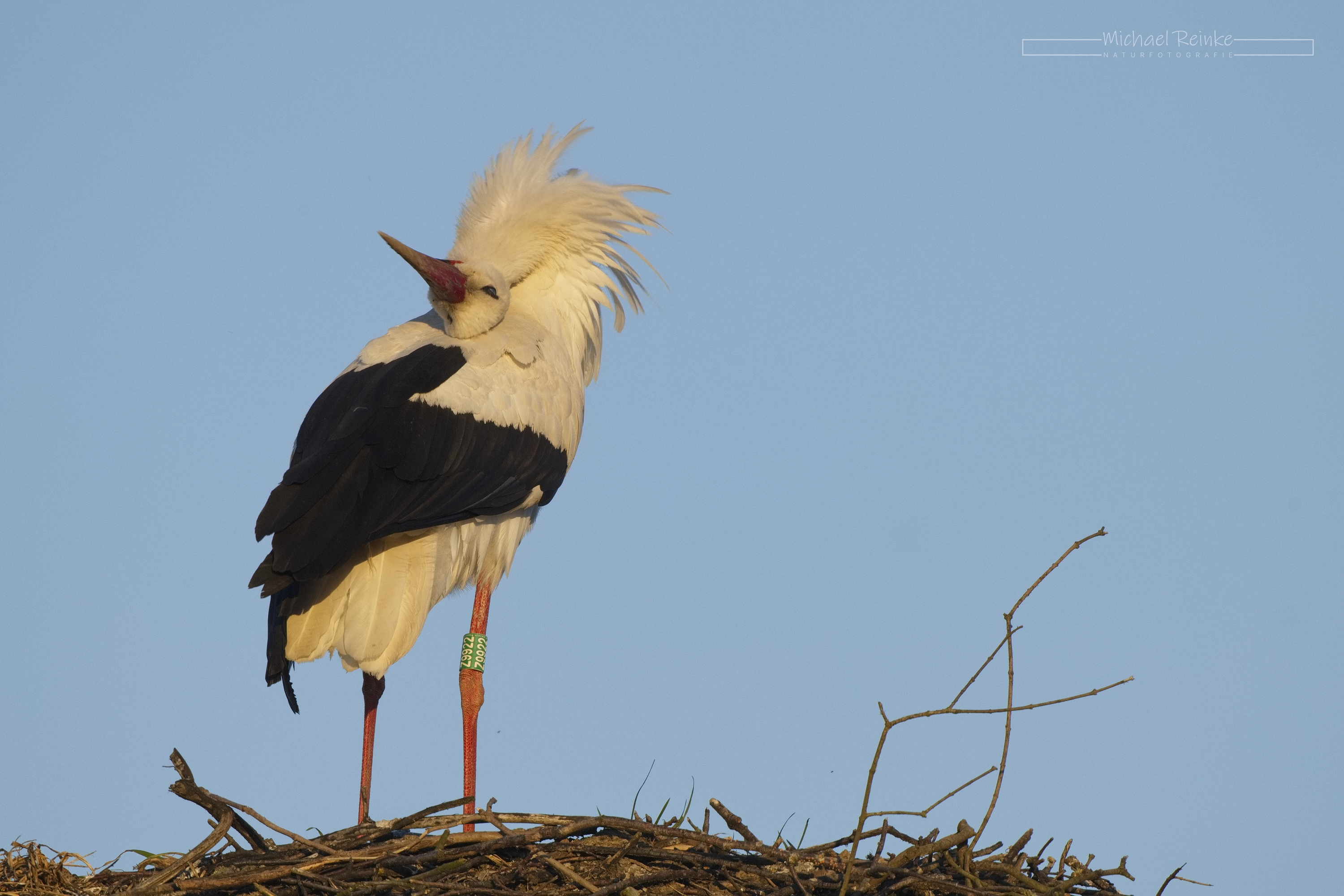 Storch mit Ring 