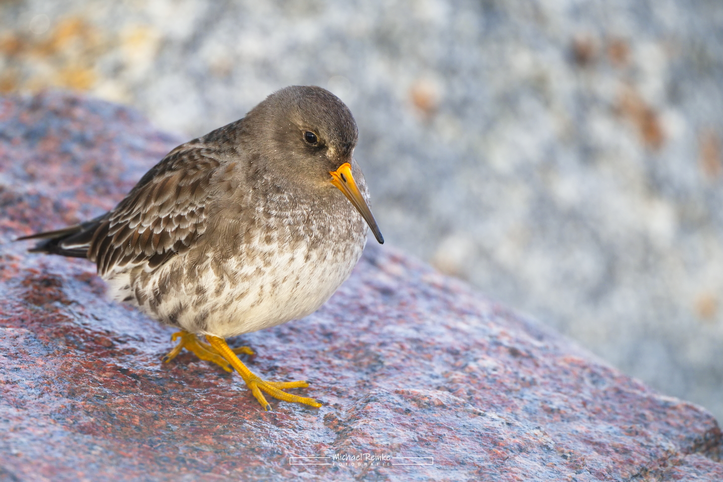Meerstrandläufer auf der Mittelmole in Warnemünde